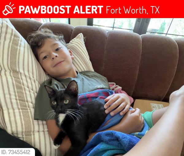 Lost Female Cat last seen Randol Mill, Fort Worth, TX 76120