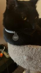 Reunited Male Cat last seen Newbridge road and Bellmore ave, North Bellmore, NY 11710