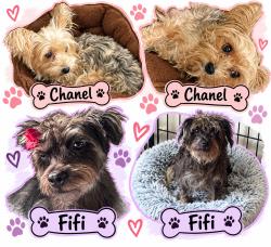 Reunited Female Dog last seen Windsor Park, Austin, TX 78723, USA, Austin, TX 78723