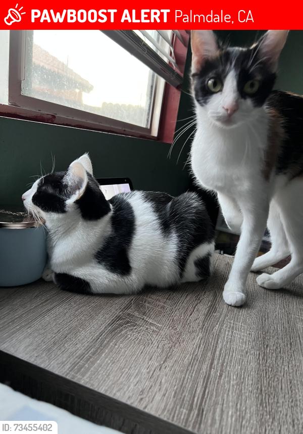 Lost Female Cat last seen Cisero Dr, Palmdale, CA 93552