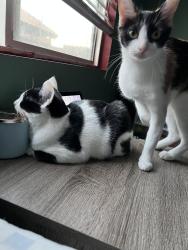 Lost Female Cat last seen Cisero Dr, Palmdale, CA 93552