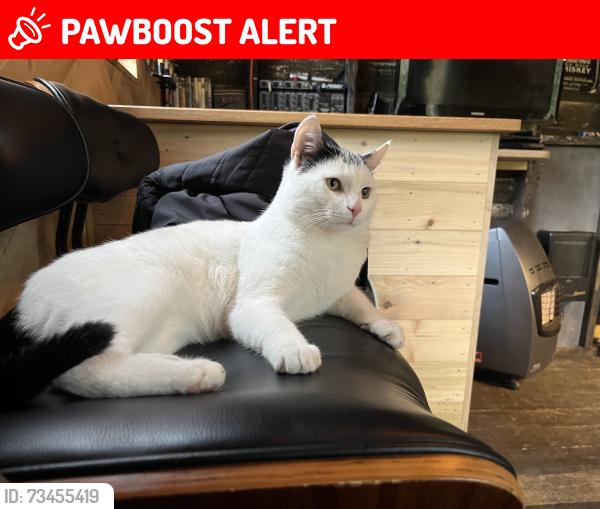 Lost Male Cat last seen Merthyr Mawr Bridgend, Merthyr Mawr, Wales CF32 0LS
