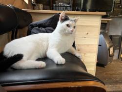 Lost Male Cat last seen Merthyr Mawr Bridgend, Merthyr Mawr, Wales CF32 0LS