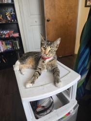 Lost Female Cat last seen Near Backyard of 10204 San Jose Avenue, South Gate, CA 90280