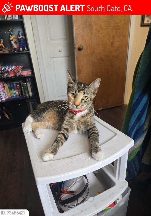 Lost Female Cat last seen Near Backyard of 10204 San Jose Avenue, South Gate, CA 90280