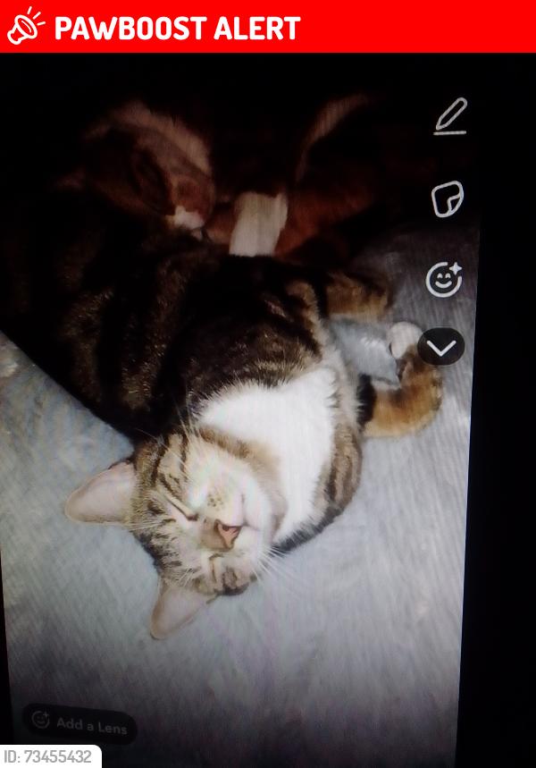 Lost Male Cat last seen Broomfield rd, West Midlands, England 