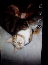Lost Male Cat last seen Broomfield rd, West Midlands, England 