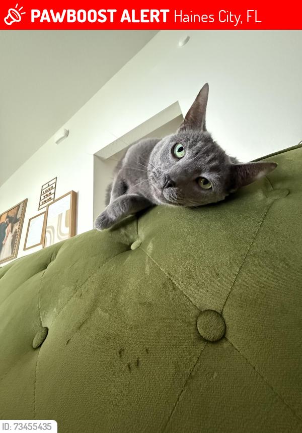 Lost Male Cat last seen Us27 near Dunkin’ donuts, Haines City, FL 33844