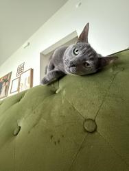 Lost Male Cat last seen Us27 near Dunkin’ donuts, Haines City, FL 33844