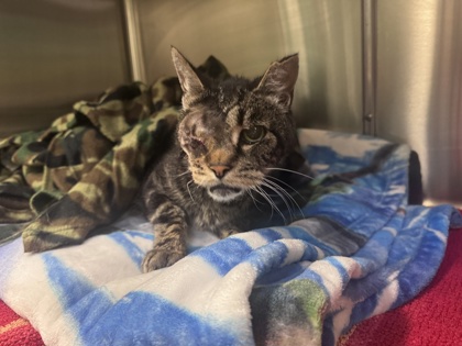 Shelter Stray Male Cat last seen Near 38th Ave, Oakland, CA, 1101 29th Ave, Oakland, CA 94601, USA