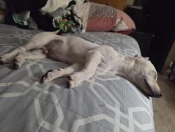 Found/Stray Male Dog last seen San Anselmo Ave. and Montara Ave., Lynwood, CA 90262