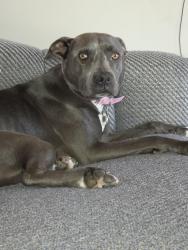 Reunited Female Dog last seen Arthur Ave and Vebdargriff, Oceanside, CA 92057