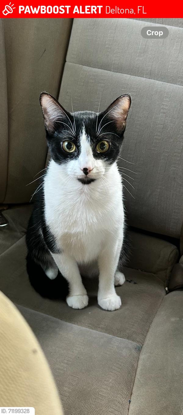 Lost Female Cat last seen Sedgefield / Catalina, Deltona, FL 32725