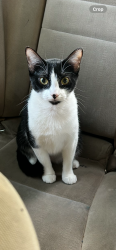 Lost Female Cat last seen Sedgefield / Catalina, Deltona, FL 32725