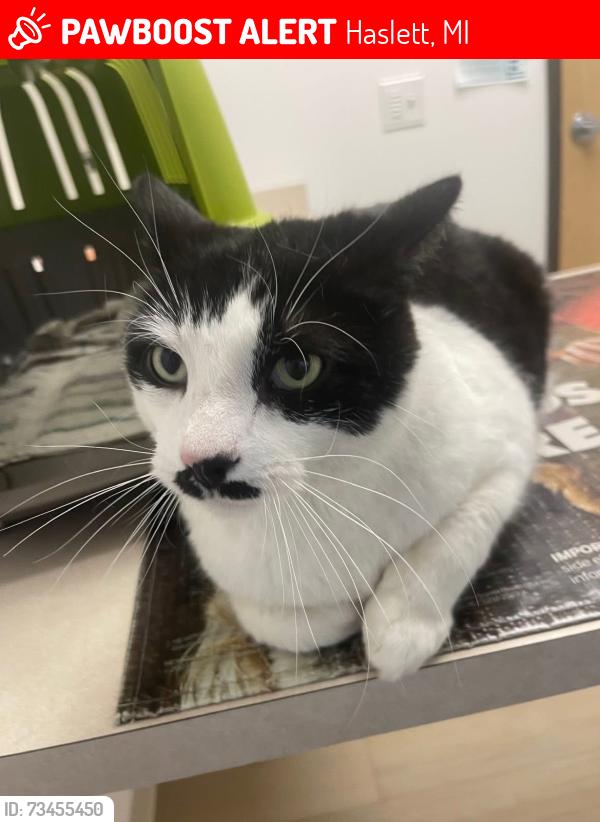 Lost Male Cat last seen Marsh/Towner, Haslett, MI 48840