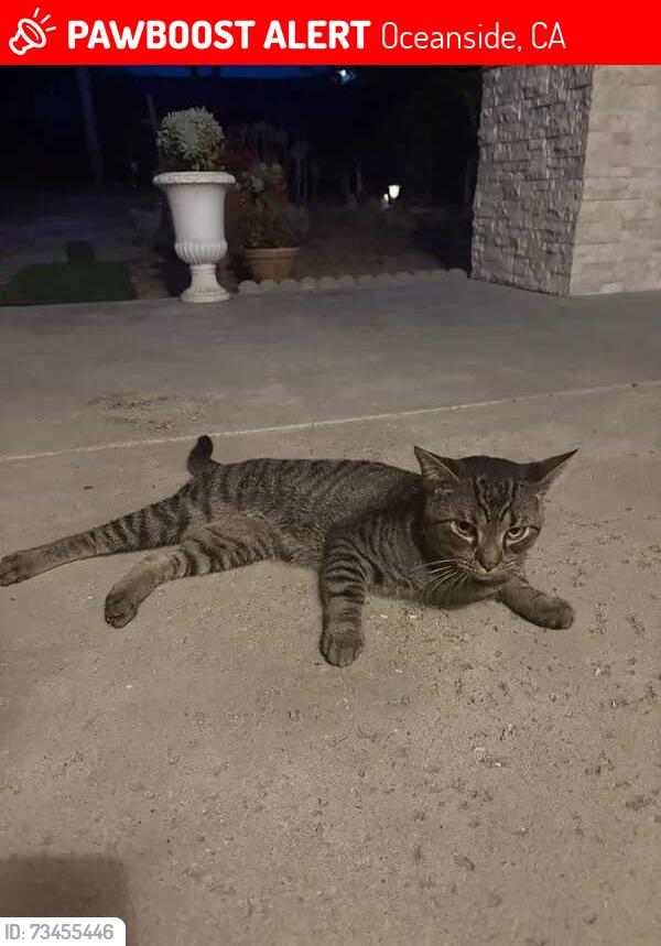 Lost Male Cat last seen Vista San Luis Rey, Oceanside, Oceanside, CA 92057