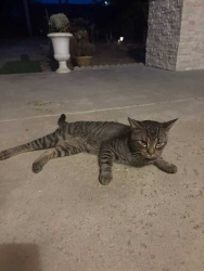 Lost Male Cat last seen Vista San Luis Rey, Oceanside, Oceanside, CA 92057
