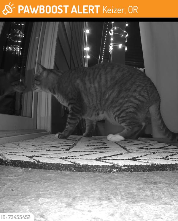 Found/Stray Unknown Cat last seen Chemawa road and Verda lane, Keizer, OR 97303