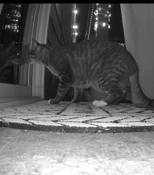 Found/Stray Unknown Cat last seen Chemawa road and Verda lane, Keizer, OR 97303