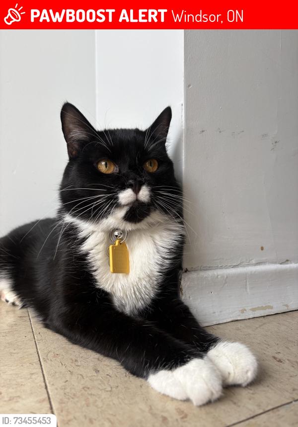 Lost Male Cat last seen lauzon Rd., Hawthorne by Circle K, Windsor, ON 48215