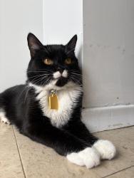 Lost Male Cat last seen lauzon Rd., Hawthorne by Circle K, Windsor, ON 48215