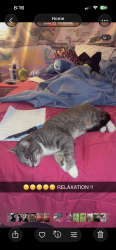 Lost Female Cat last seen Dracut ave, Appleton street, Waterbury, CT 06704