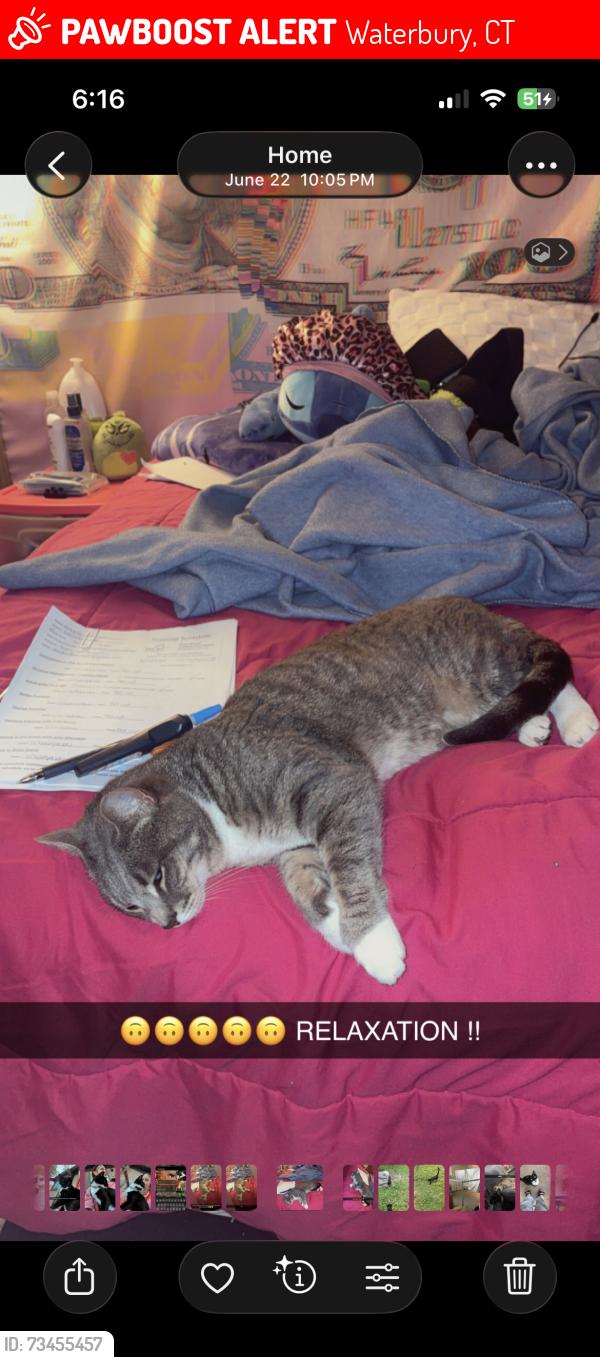 Lost Female Cat last seen Dracut ave, Appleton street, Waterbury, CT 06704