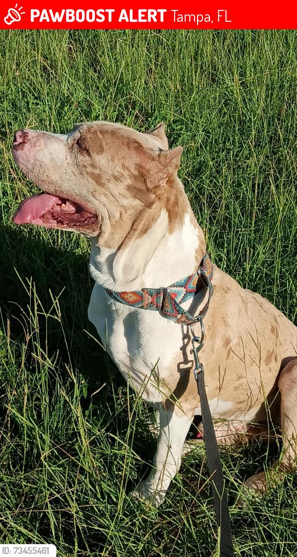 Lost Male Dog last seen Bougainvillea and 22nd st, Tampa, FL 33612