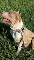 Lost Male Dog last seen Bougainvillea and 22nd st, Tampa, FL 33612