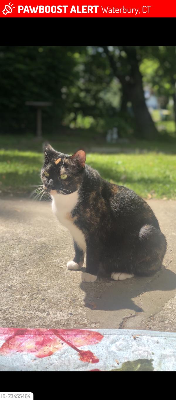 Lost Female Cat last seen Dracut ave, Waterbury, CT 06704