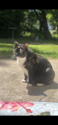 Lost Female Cat last seen Dracut ave, Waterbury, CT 06704