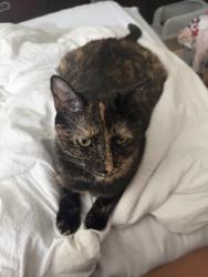 Reunited Female Cat last seen Westwind Dr in Loma Del Sol, Four Corners, FL 33896