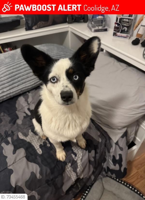 Lost Female Dog last seen HWY 287 and La Palma, Coolidge, AZ 85128