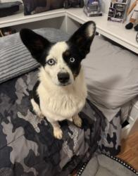 Lost Female Dog last seen HWY 287 and La Palma, Coolidge, AZ 85128