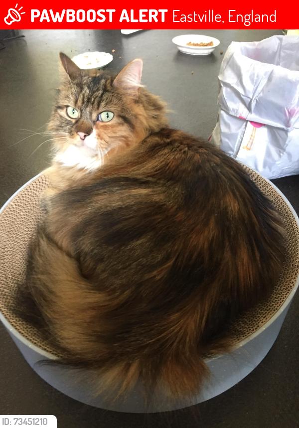 Lost Female Cat last seen Glen Park and Fishponds Road, Eastville, England 