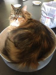 Lost Female Cat last seen Glen Park and Fishponds Road, Eastville, England 