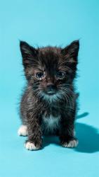 Shelter Stray Male Cat last seen COLLINS RD, 2020 Forest St, Jacksonville, FL 32204, USA