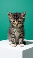 Shelter Stray Female Cat last seen COLLINS RD, 2020 Forest St, Jacksonville, FL 32204, USA