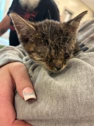 Shelter Stray Female Cat last seen Near BLOCK W 96TH, 12155 Park Blvd, Brighton, CO 80601, USA