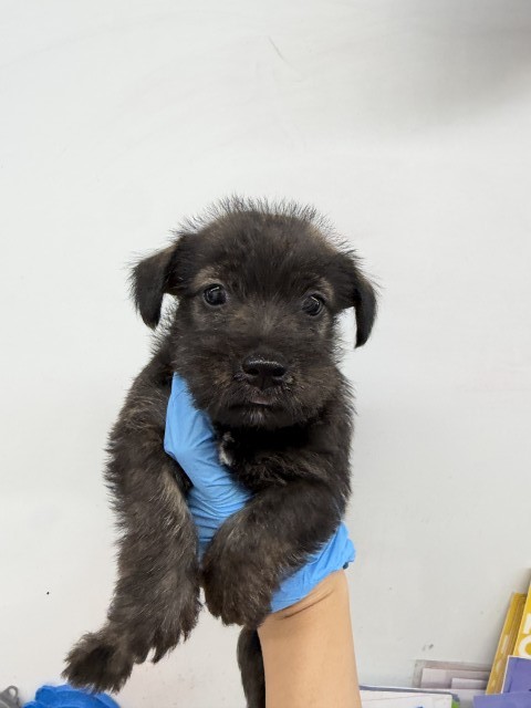 Shelter Stray Male Dog last seen Near BLOCK E DUMAS, 333 Chandler Pl, San Bernardino, CA 92408, USA