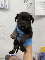 Shelter Stray Male Dog last seen Near BLOCK E DUMAS, 333 Chandler Pl, San Bernardino, CA 92408, USA