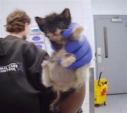 Shelter Stray Female Cat last seen CHARLOTTE, 8315 Byrum Dr, Charlotte, NC 28217, USA
