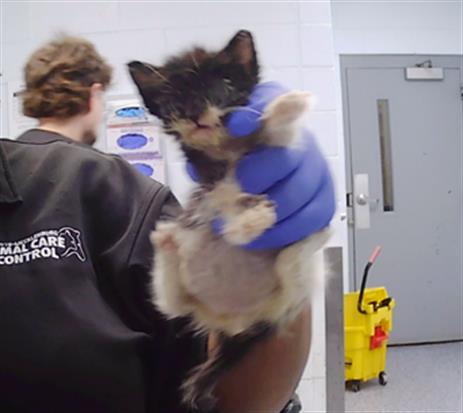 Shelter Stray Female Cat last seen CHARLOTTE, 8315 Byrum Dr, Charlotte, NC 28217, USA