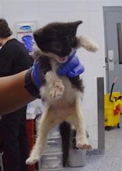 Shelter Stray Female Cat last seen CHARLOTTE, 8315 Byrum Dr, Charlotte, NC 28217, USA