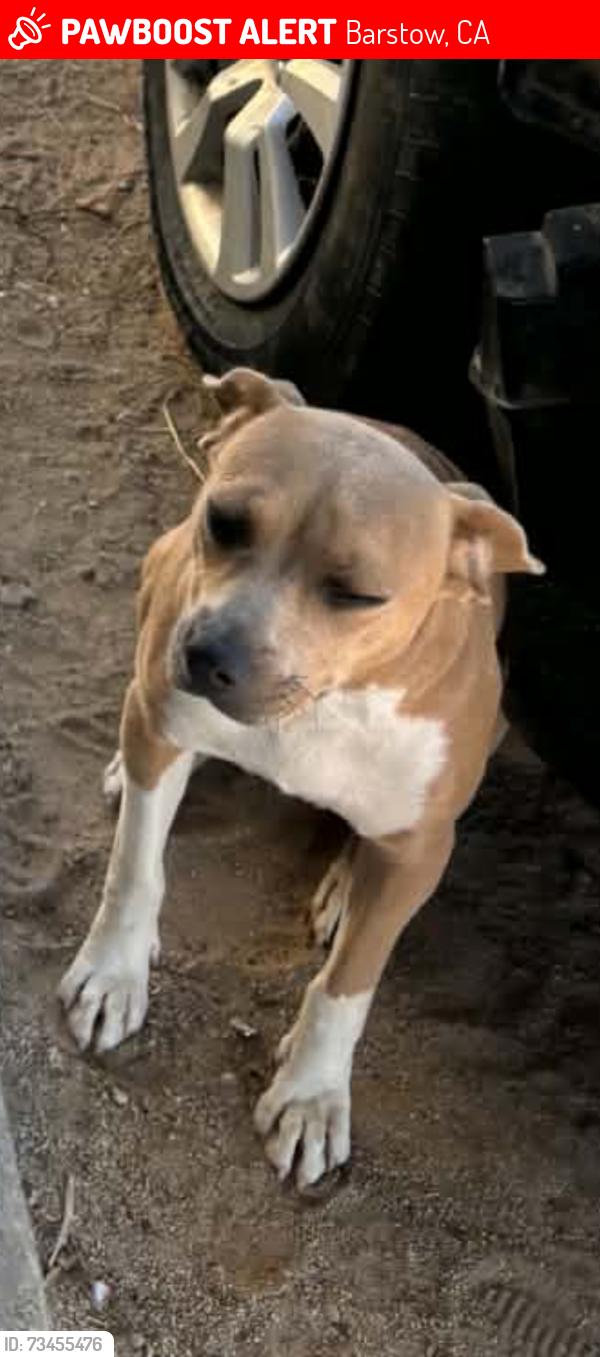 Lost Female Dog last seen 7th ave, Barstow, CA 92311