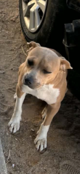 Lost Female Dog last seen 7th ave, Barstow, CA 92311