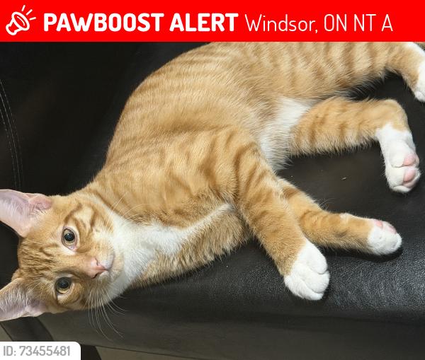 Lost Male Cat last seen Ford and south national, Windsor, ON N8T 1A2
