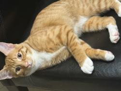 Lost Male Cat last seen Ford and south national, Windsor, ON N8T 1A2