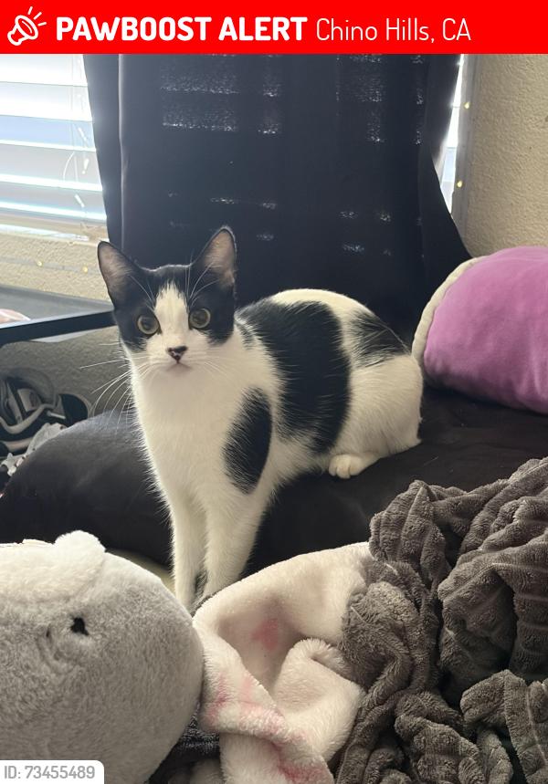 Lost Female Cat last seen Near lugo avenue, descanso liquor store, del norte avenue, Chino Hills, CA 91709