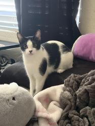 Lost Female Cat last seen Near lugo avenue, descanso liquor store, del norte avenue, Chino Hills, CA 91709